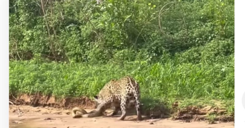 Onça e sucuri travam duelo de vida ou morte na frente da câmera