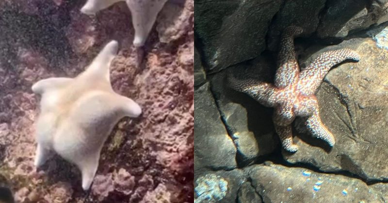 O epis&oacute;dio j&aacute; foi registrado outras vezes na web – Foto: Internet/Reprodu&ccedil;&atilde;o/ND