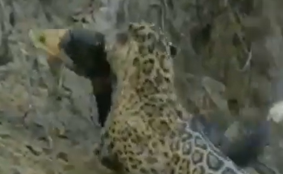 Onça pega jacaré pelo crânio