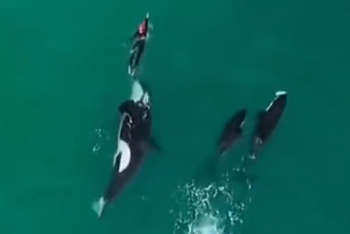 Mulher nada junto com orcas