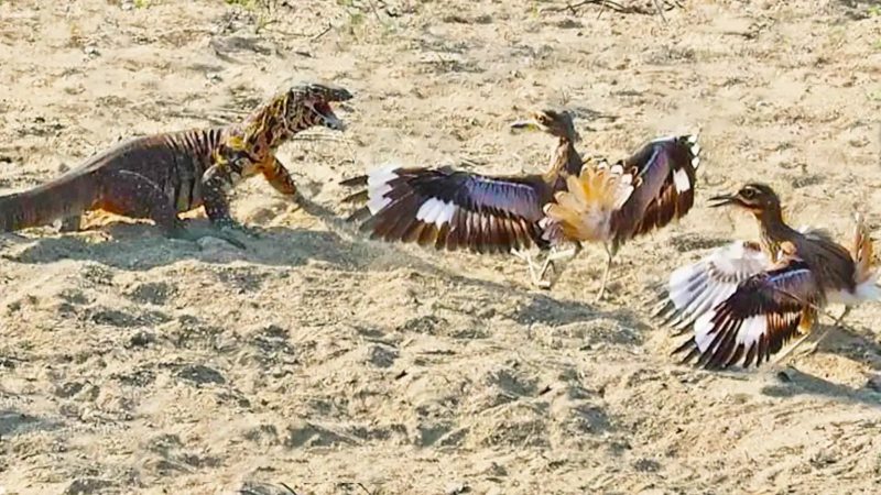 Uma cena chamou a aten&ccedil;&atilde;o de turistas que passeavam por Malelane, na &Aacute;frica do Sul. &mdash; Foto: Parque Latest Sightings/Reprodu&ccedil;&atilde;o/ND