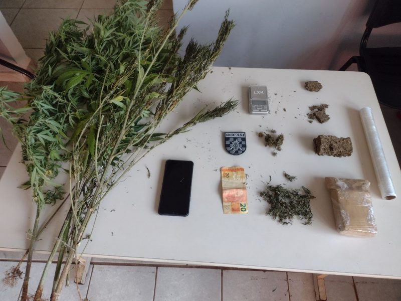 A pol&iacute;cia encontrou um p&eacute; de maconha plantado e outros dois pendurados no varal em uma casa de Chapec&oacute;. &mdash; Foto: Pol&iacute;cia Militar/Reprodu&ccedil;&atilde;o/ND