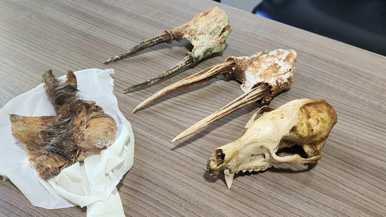 During the study, the bones of dead animals were collected.  - Civil Police/Reproduction/ND