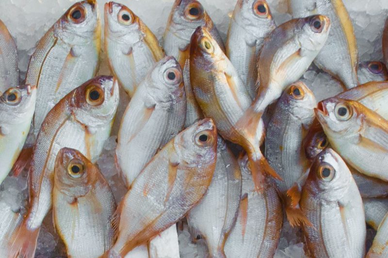 Pesquisa foi realizada em em sete estabelecimentos, como peixarias e supermercados – Foto: Mali Maeder/Pexels/ND