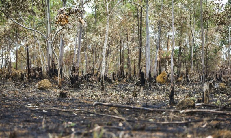 Bioma Pantanal teve aumento de 639% em queimadas 