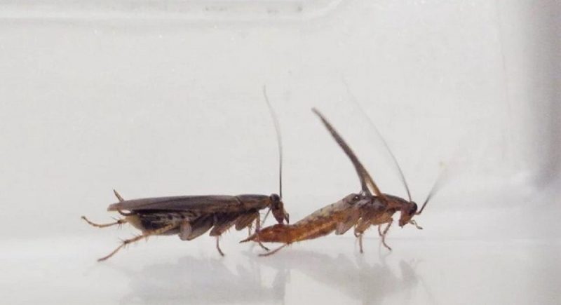 Existem algumas baratas que n&atilde;o gostam de a&ccedil;&uacute;car e evitam entrar em iscas – Foto: Reprodu&ccedil;&atilde;o/ Ayako Wada Katsumata