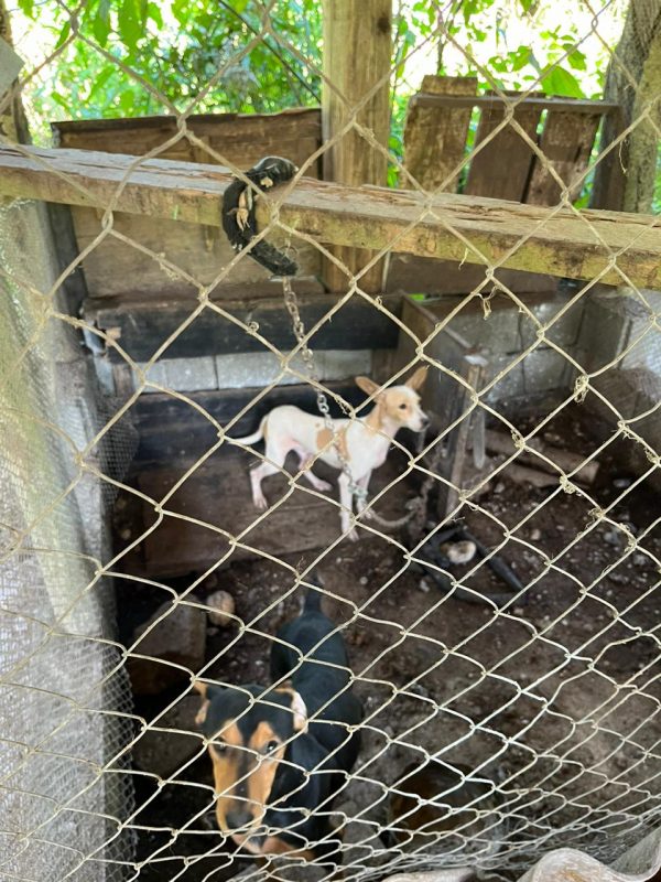 Ganso e cachorros em situa&ccedil;&atilde;o de maus-tratos s&atilde;o resgatados em opera&ccedil;&atilde;o policial em Pomerode – Foto: Pol&iacute;cia Civil/Reprodu&ccedil;&atilde;o/ND