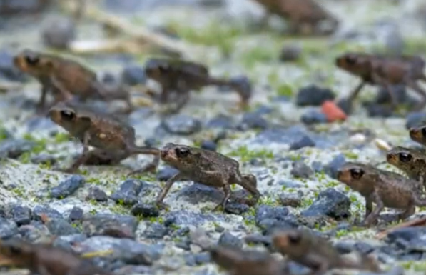 Sapos são vistos saindo da água 