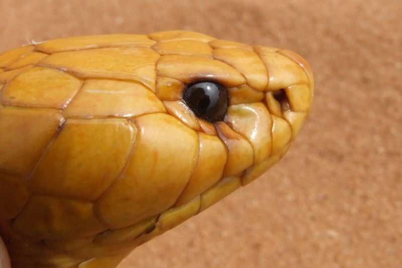 Cobra-do-cabo, uma das espécies mais venenosas da África do Sul – Foto: blom3/Pixabay/ND