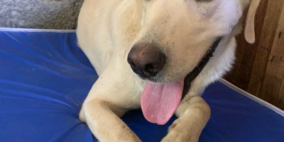 "SOS Pets": Santa Catarina recebe ferramenta para localizar animais de ...