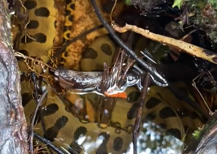 Sucuri toma banho de cachoeira e é levada por correnteza