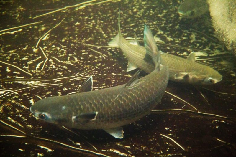 Tainha cultivada em cativeiro, nos tanques do Lapmar, da UFSC – Foto: Acervo Lapmar/Divulga&ccedil;&atilde;o/ND