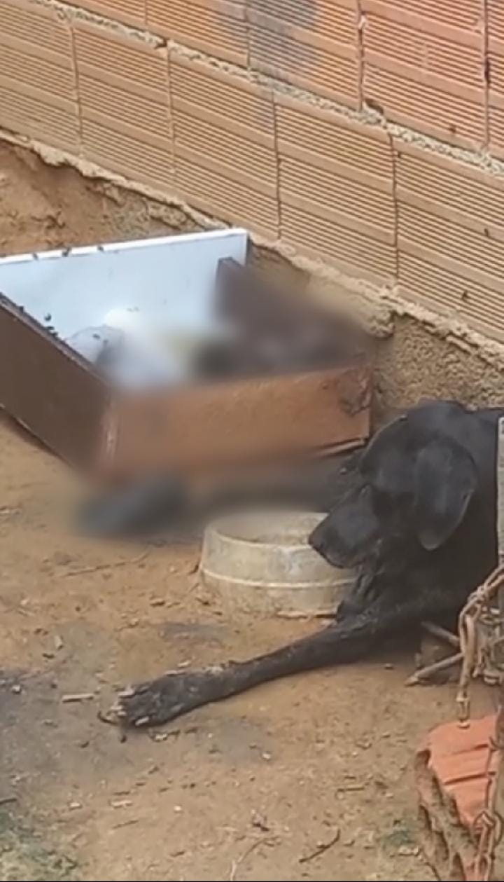 Dog was in labor when rescued by NGOs and Ibirama Civil Police - Civil Police/Disclosure/ND