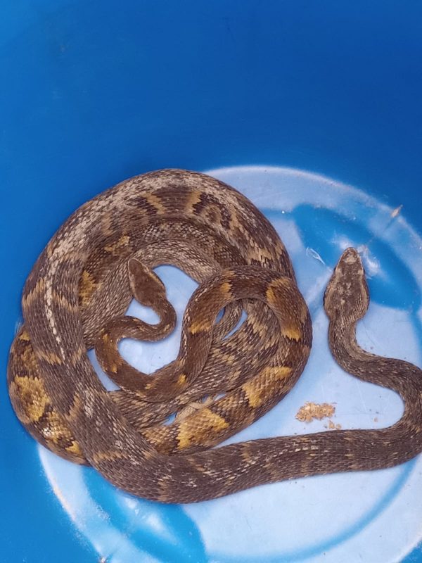 Duas jararacas invadiram o galinheiro de uma casa em Pomerode neste s&aacute;bado (2) – Foto: Bombeiros Volunt&aacute;rios de Pomerode/Divulga&ccedil;&atilde;o/ND