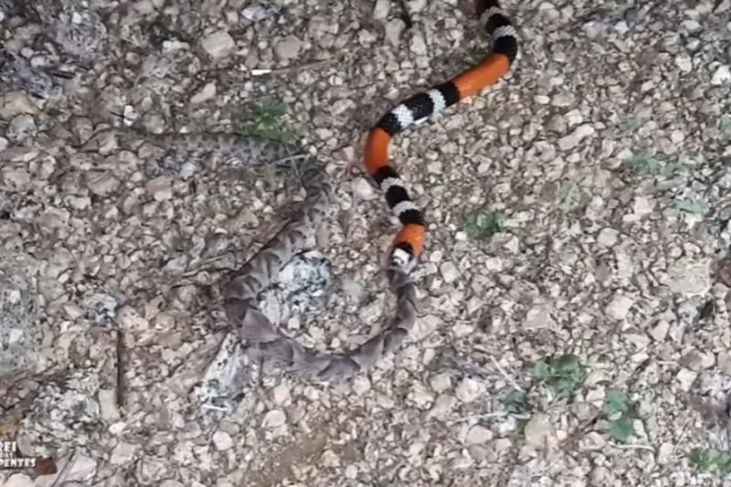 Caso surpreendeu especialista por conta dos tamanhos das cobras – Foto: Reprodu&ccedil;&atilde;o/Internet/ND