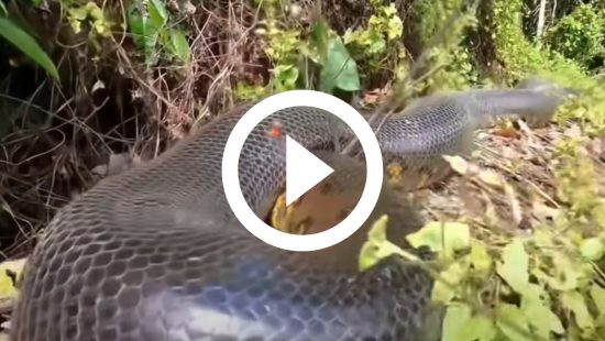 (Vídeo) Biólogo é atacado por serpente enquanto gravava vídeo em