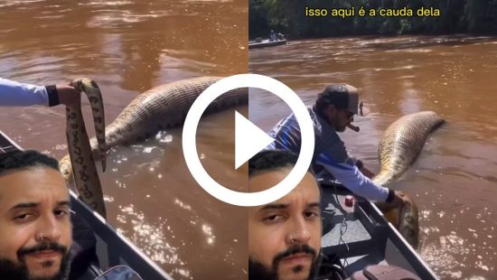 Sucuri toma banho de cachoeira e é levada por correnteza