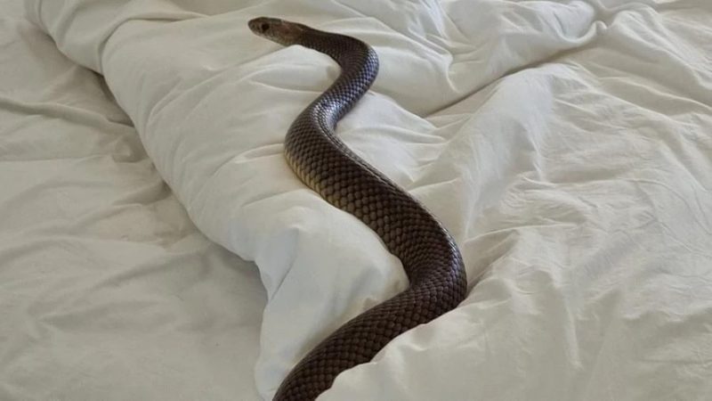 Serpente de 1,8 m com veneno mortal é encontrada em cima da cama:  'confortável nos lençóis