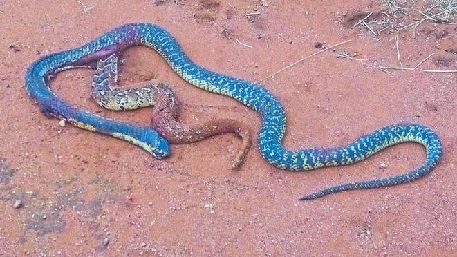 Veja a disputa intrigante entre duas cobras para devorar uma perereca -  CenárioMT