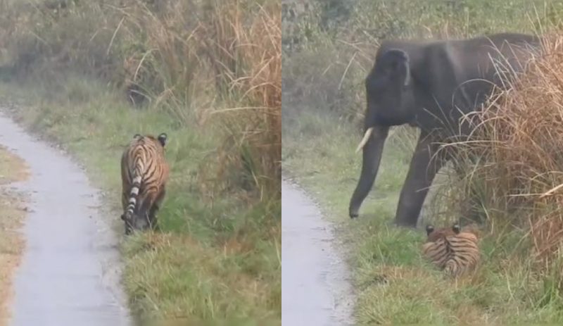 O tigre teve uma brilhante ideia de se esconder dos elefantes, mas quando achava que a "barra estava limpa" é surpreendido com algo surpreendente