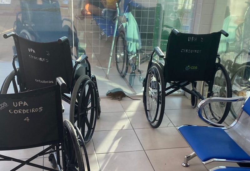 Rato é flagrado em unidade de saúde de Itajaí