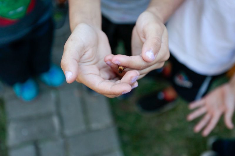 Alunos de unidades de ensino do munic&iacute;pio t&ecirc;m contato com as abelhas sem ferr&atilde;o – Foto: Prefeitura de Joinville/Divulga&ccedil;&atilde;o/ND