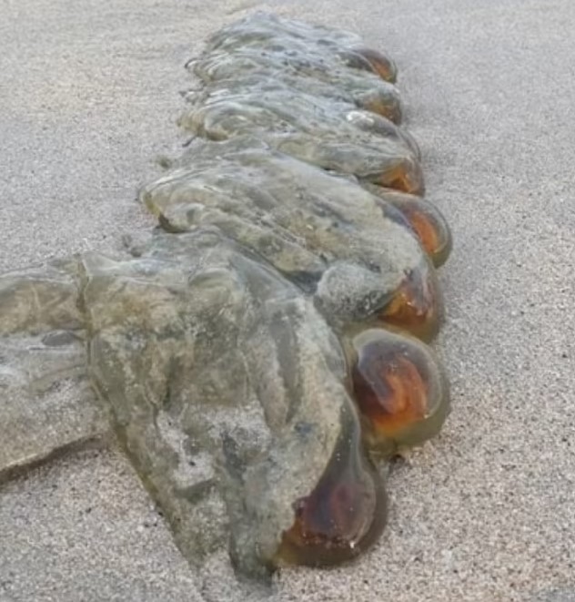Exotic animals appeared in the sand of the beaches and caused panic among residents