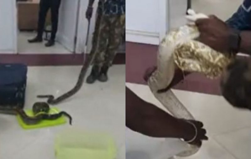 cobras encontradas em bagagem