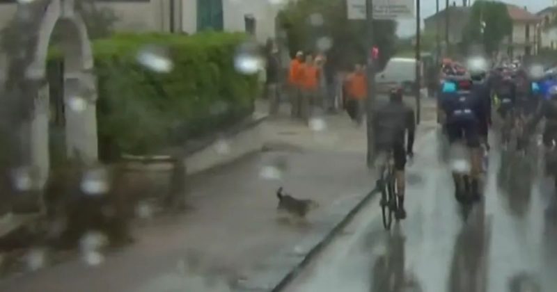 Cachorro invade corrida de ciclismo e derruba competidor 