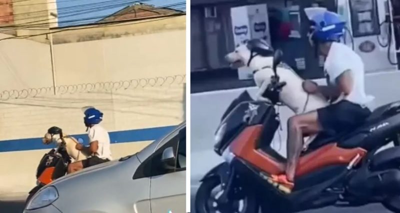 Cachorro pode andar de moto? Descubra se é permitido