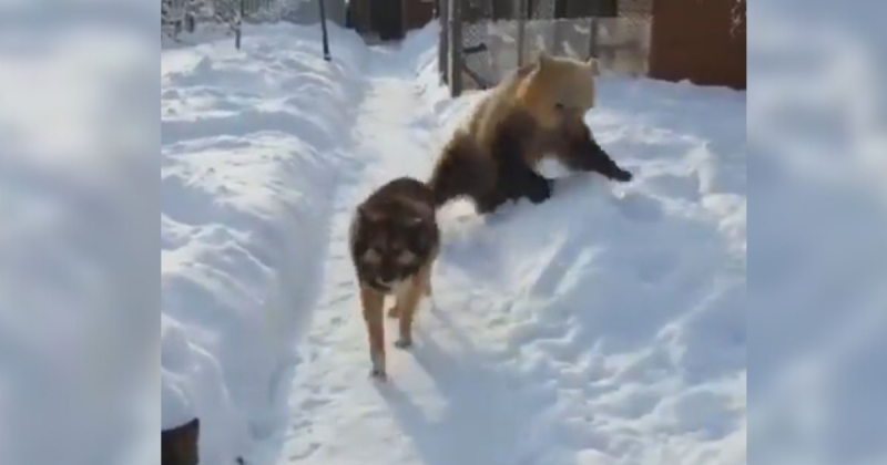 Urso atrás de cachorro na neve