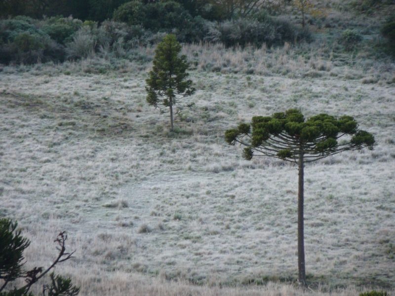 Amanhecer gelado em SC é seguido de dia ensolarado 