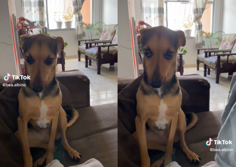 Cão havia destruído um short e ficou imóvel ao receber bronca