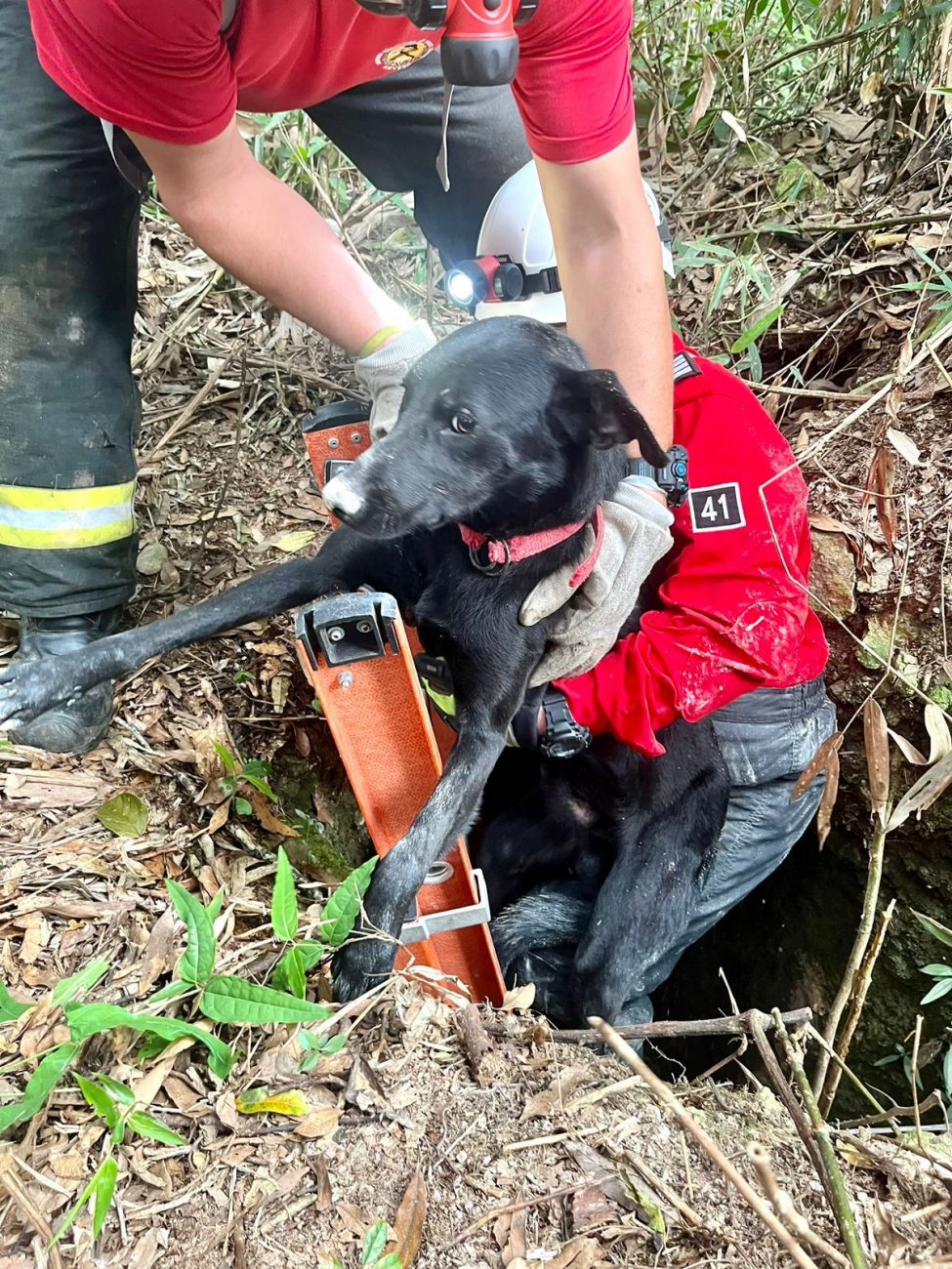 Dog missing for days found in 4m deep pit in Treze de Mayo - BVJ/Disclosure/ND