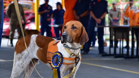 Bombeiros catarinenses levam reforços caninos para ajudar em resgates no Rio Grande do Sul