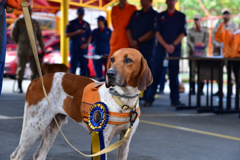 Cachorros catarinenses vão ajudar em resgates no Rio Grande do Sul