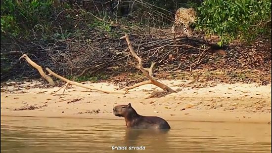 Capivara na pista atrapalha pouso no aeroporto Santos Dumont