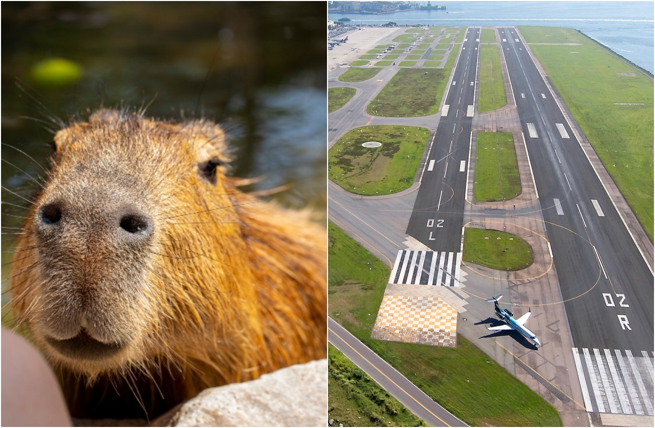 capivara de rio 2