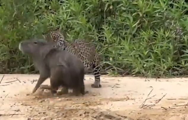 Ataque de onça contra capivara