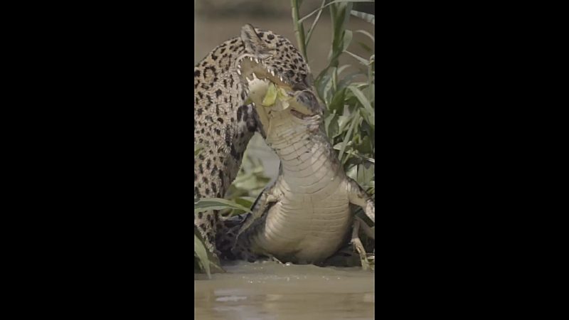 The jaguar grabs the back of the alligator's head and drowns it to make it swim - Photo: Reproduction/ND