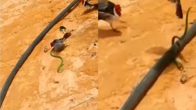 Cobra é atacada por pássaros