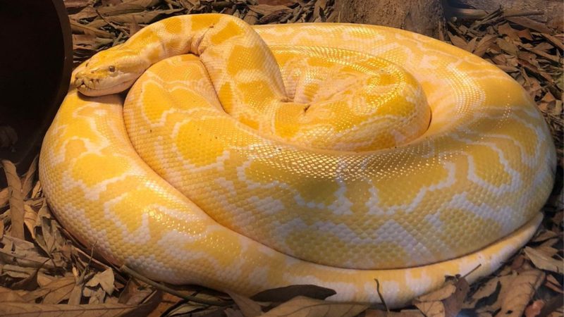 Serpentário de Brusque tem cobras exóticas e outros bichos peçonhentos 