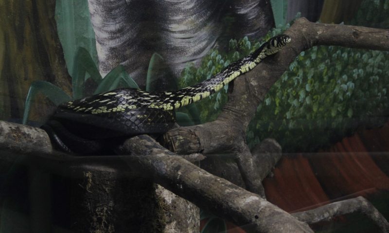 Todas as serpentes abrigadas no local são bem tratas por todos 