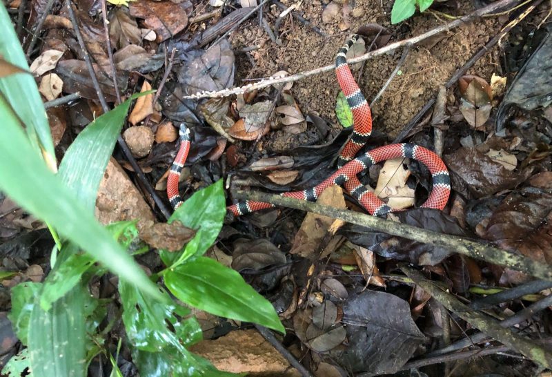 Cobra-coral é resgatada em Indaial