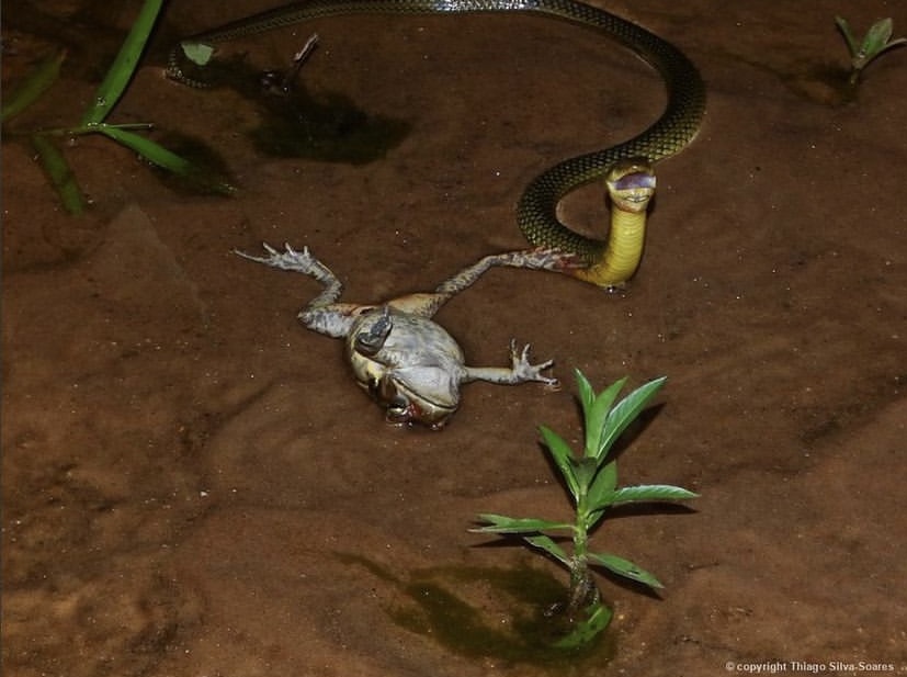 Flagrante raro mostra cobrinha-cipó se alimentando em Cunha (SP), Terra da  Gente