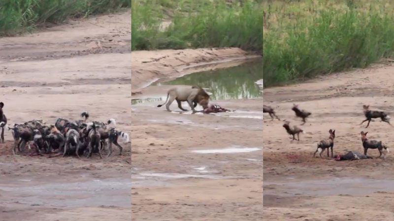 Grupo de cães selvagens bate em retirada com a chegada de um leão