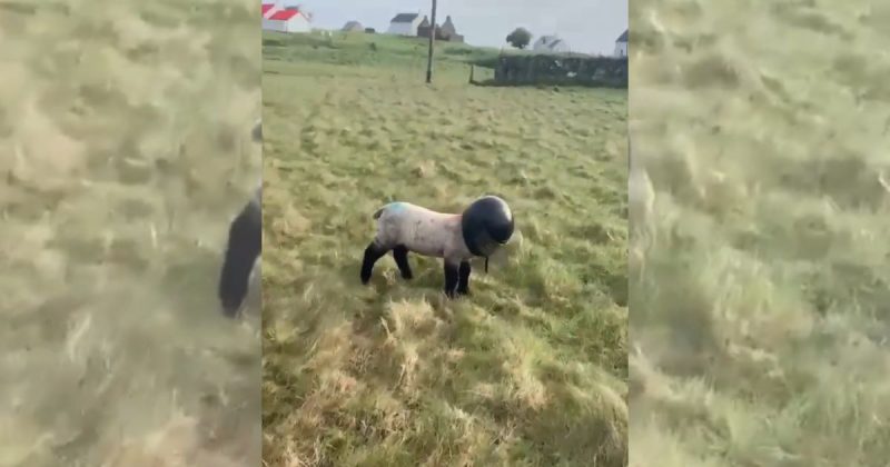 Ovelha foi vista com capacete na cabeça