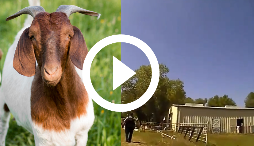 Video: Police officers confuse goat’s screams with cries for help: ‘I think it’s a person’