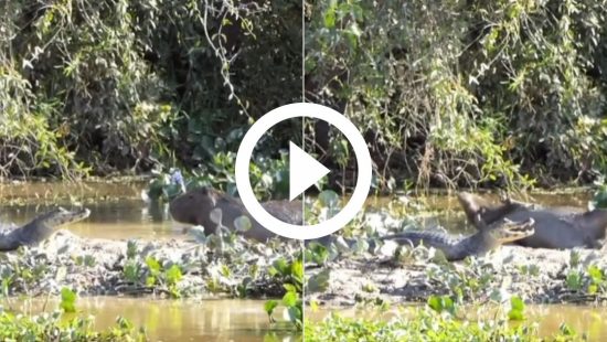 Capivara Filó: uma discussão sobre dignidade animal - 16/05/2023