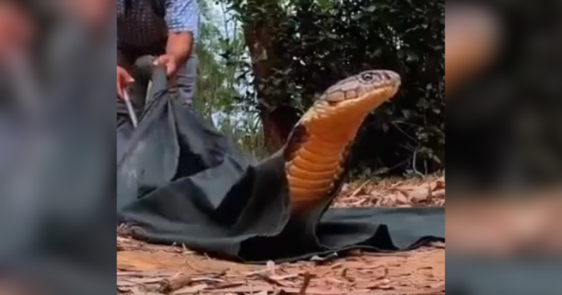 One of the most venomous snakes in the world ended up in a car